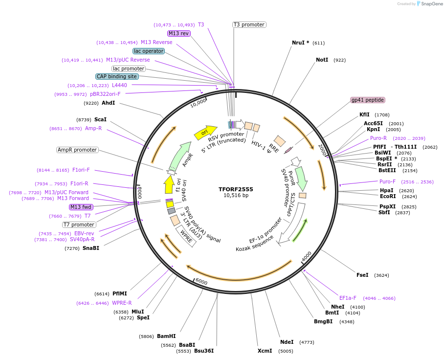 144130-plasmid-map-sequence-id-396206