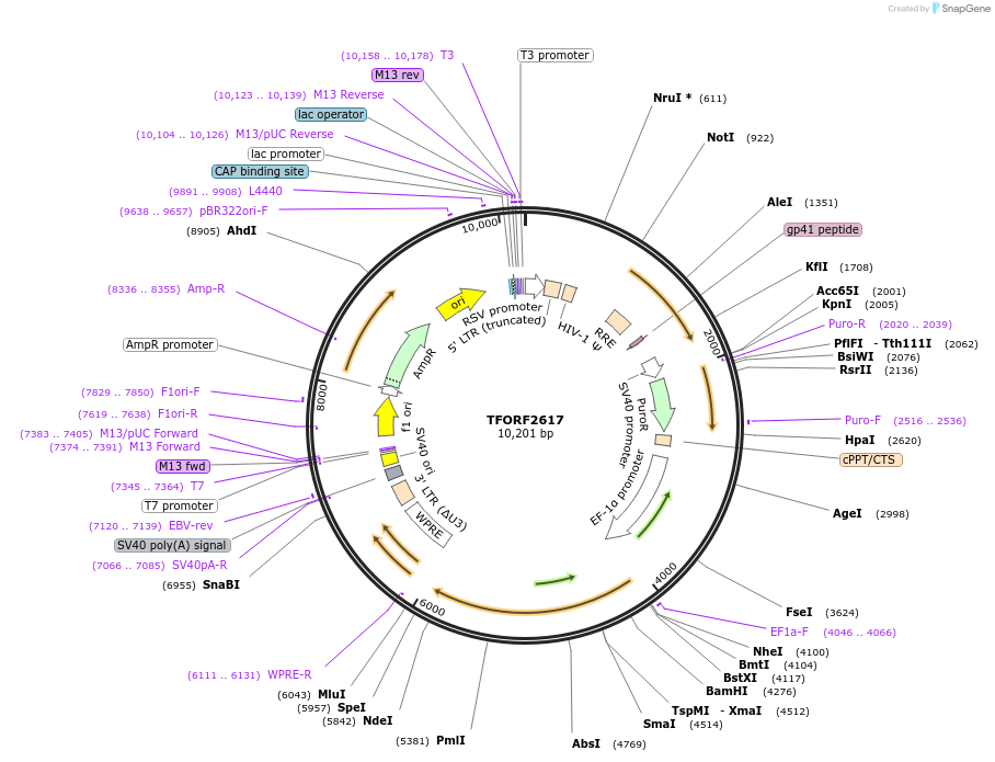 144138-plasmid-map-sequence-id-396208