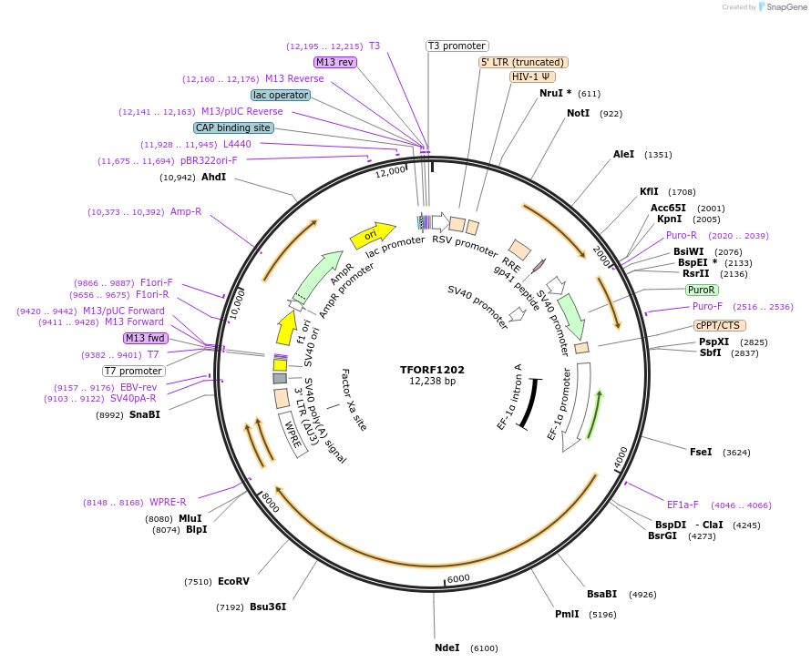 144088-plasmid-map-sequence-id-396209