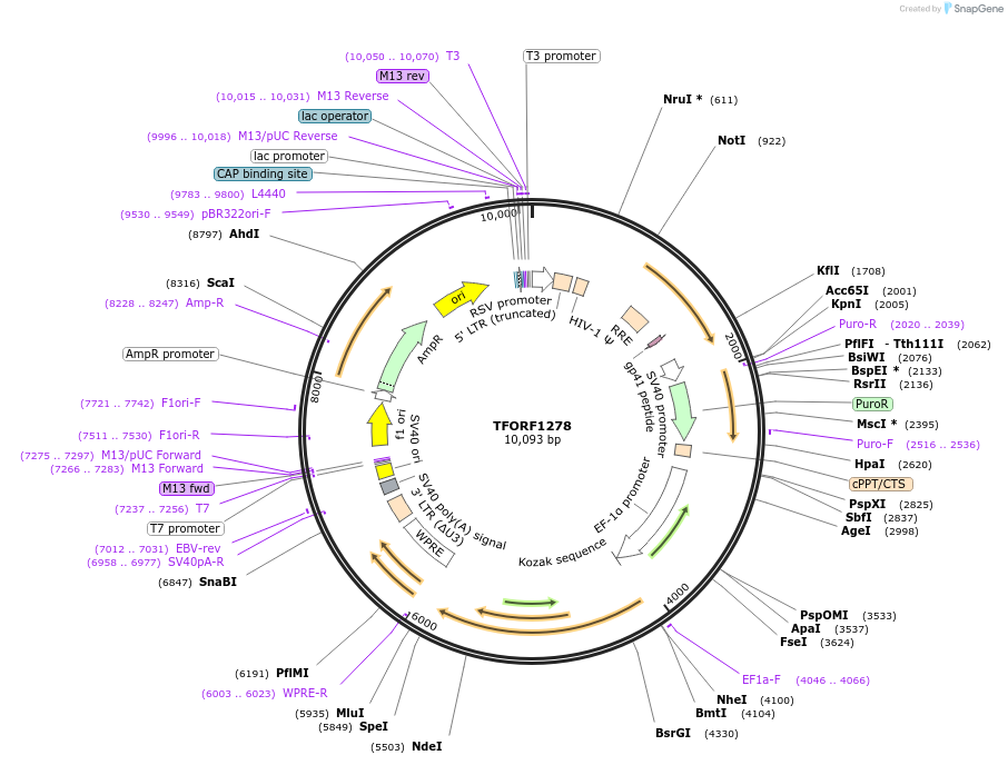 144103-plasmid-map-sequence-id-396211