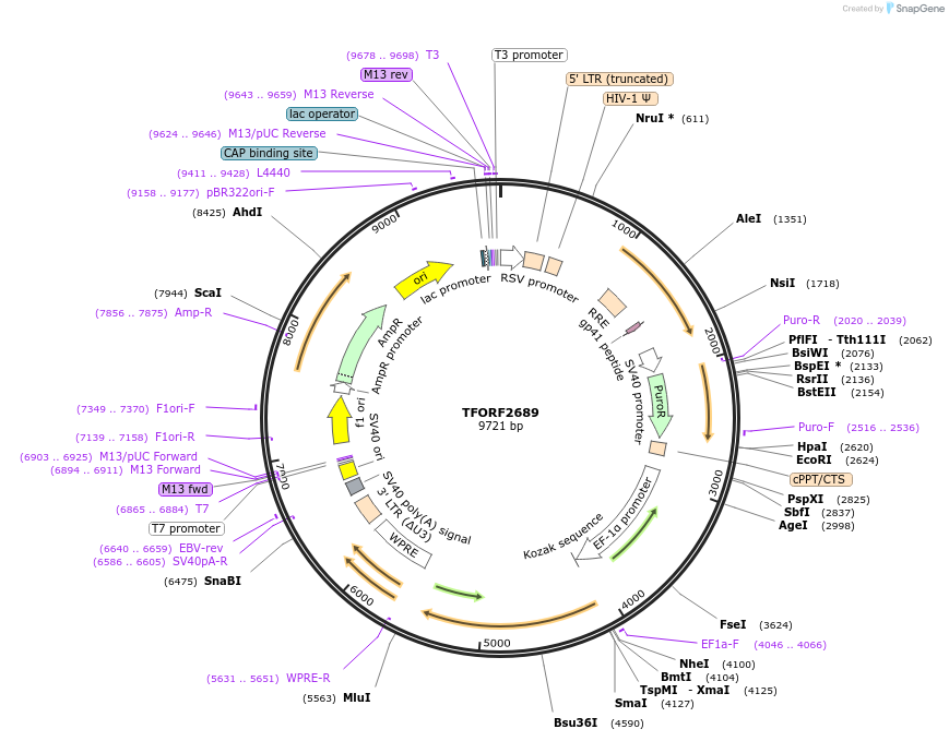 144148-plasmid-map-sequence-id-396213
