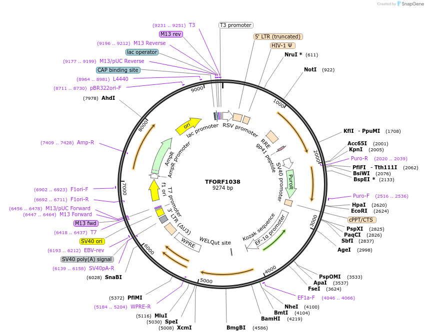 144075-plasmid-map-sequence-id-396215