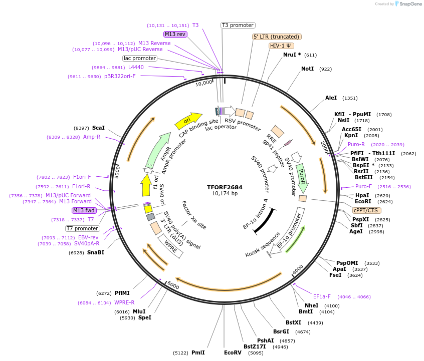 144146-plasmid-map-sequence-id-396216