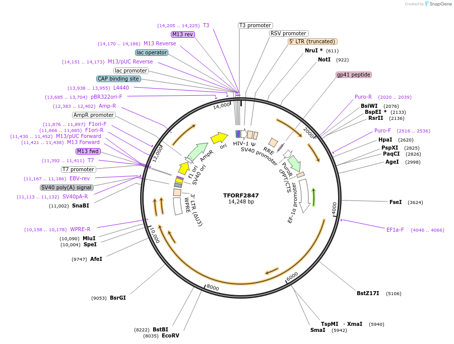 144158-plasmid-map-sequence-id-396219