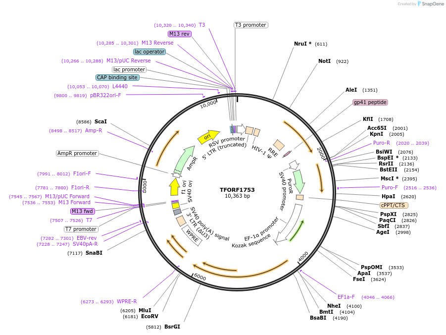 144110-plasmid-map-sequence-id-396222