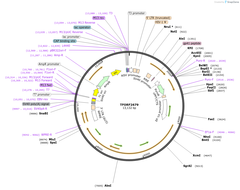 144143-plasmid-map-sequence-id-396223