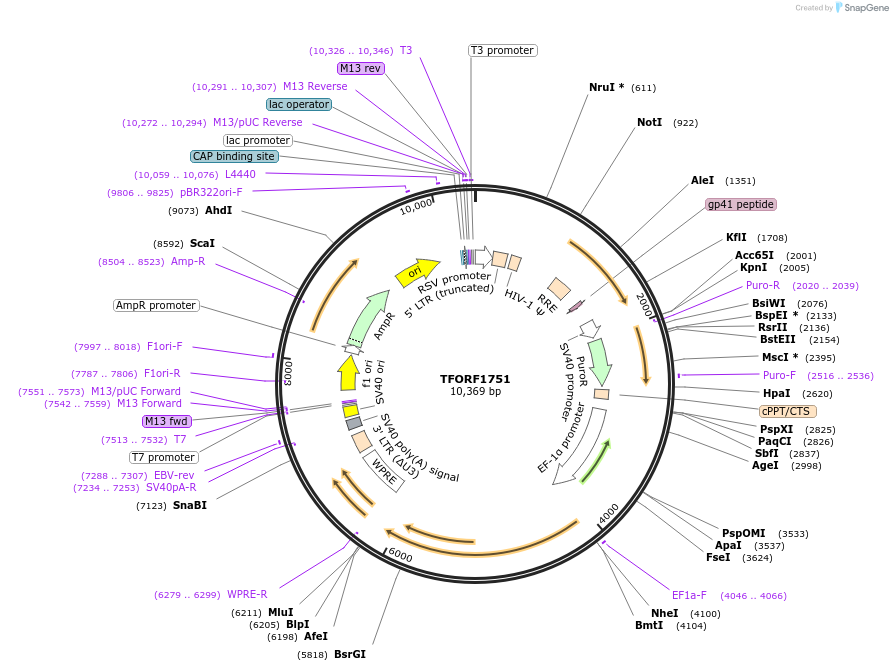 144109-plasmid-map-sequence-id-396225