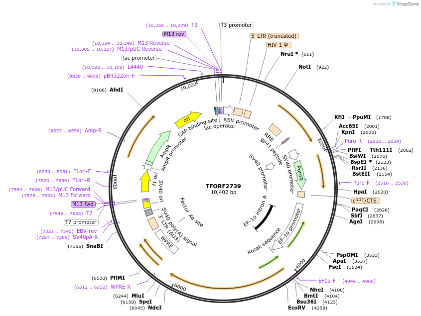 144155-plasmid-map-sequence-id-396226