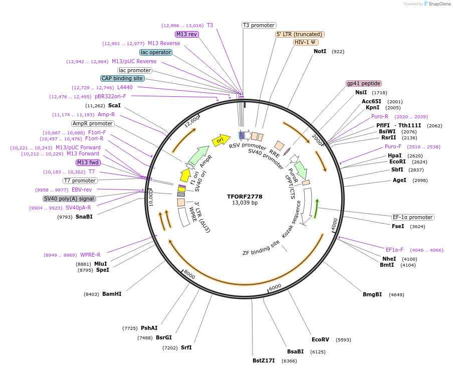 144157-plasmid-map-sequence-id-396227