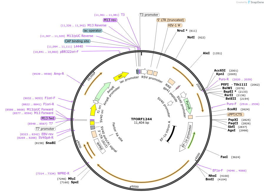 143777-plasmid-map-sequence-id-396233