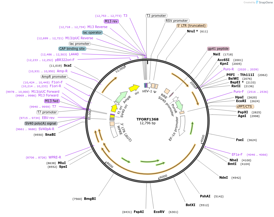 143793-plasmid-map-sequence-id-396234