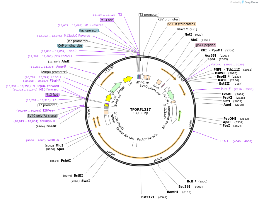 143788-plasmid-map-sequence-id-396238