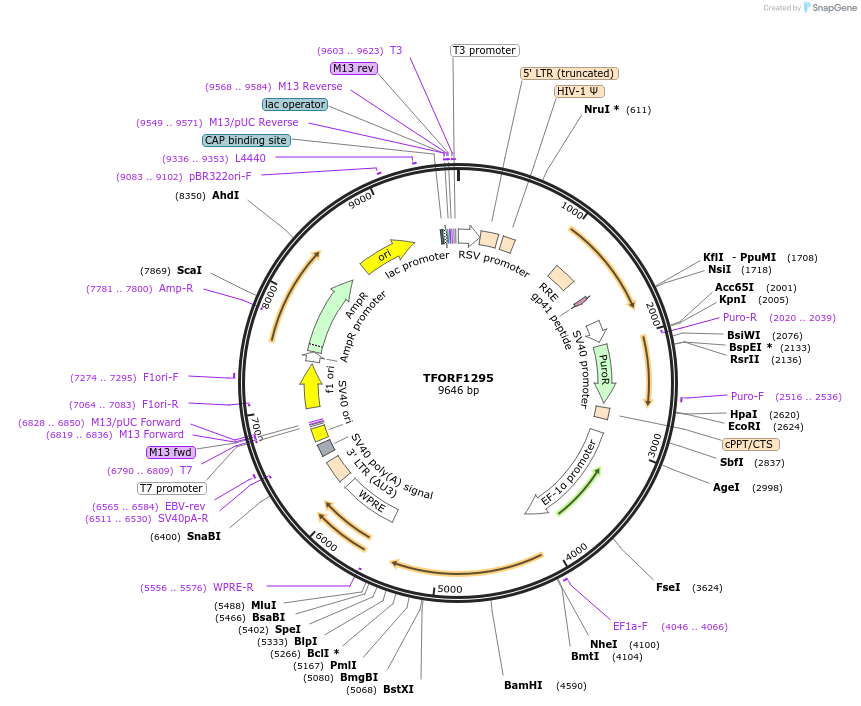 143783-plasmid-map-sequence-id-396240