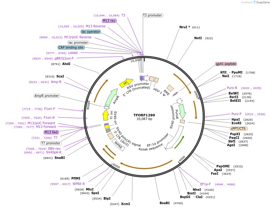 143782-plasmid-map-sequence-id-396241