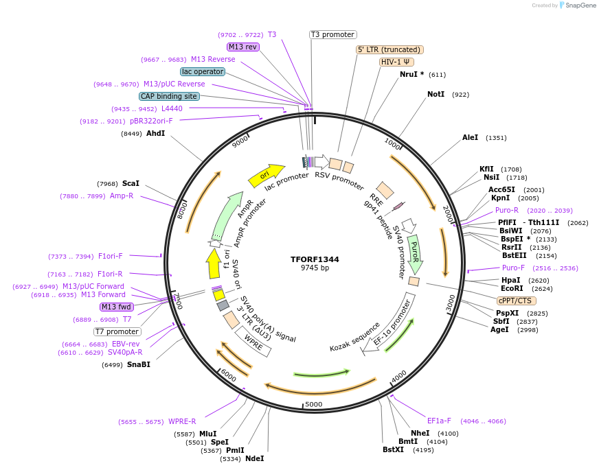 143792-plasmid-map-sequence-id-396243