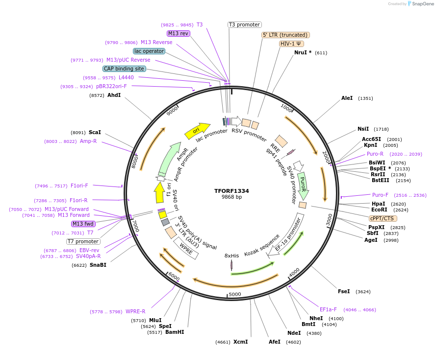 143791-plasmid-map-sequence-id-396244