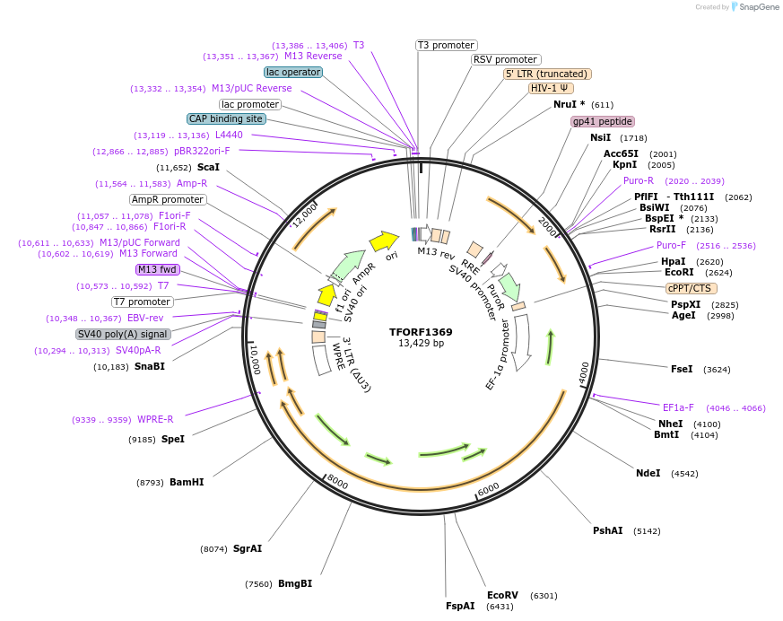 143794-plasmid-map-sequence-id-396245