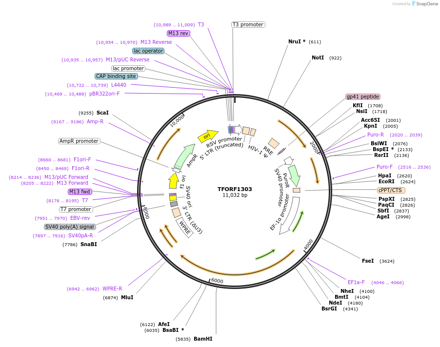 143784-plasmid-map-sequence-id-396247
