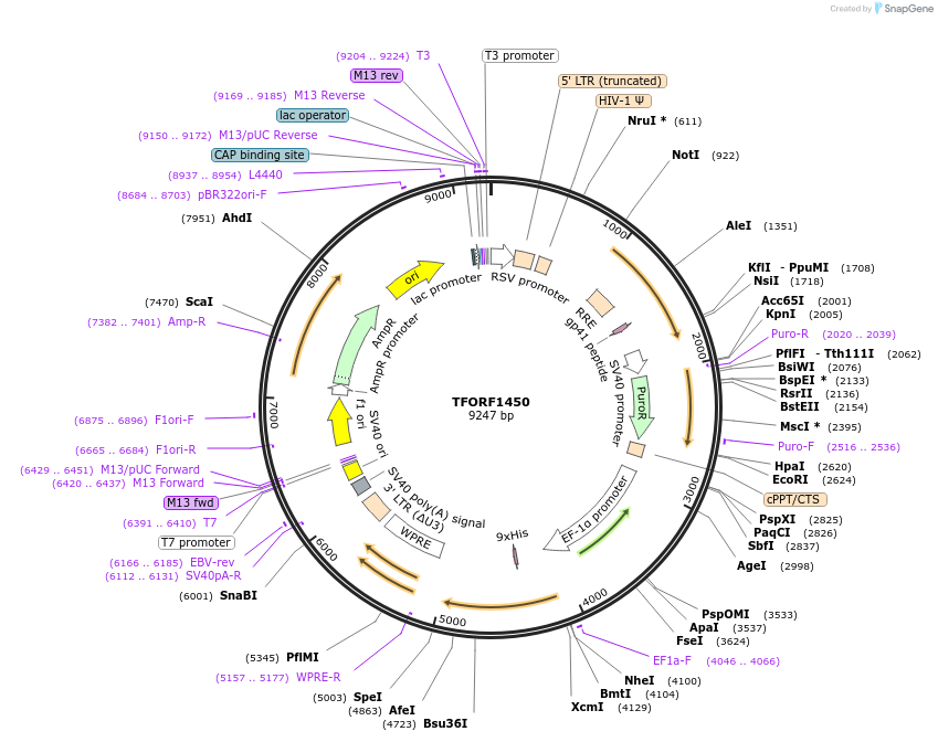 143810-plasmid-map-sequence-id-396252