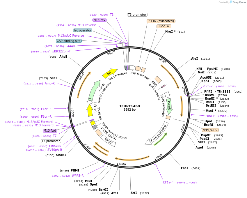 143813-plasmid-map-sequence-id-396254