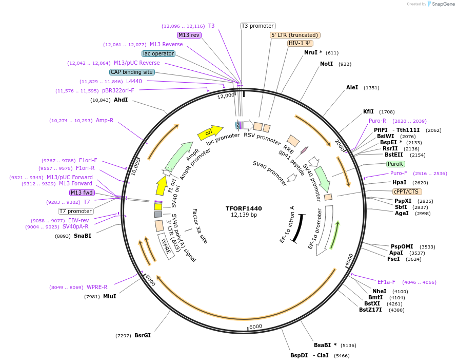 143808-plasmid-map-sequence-id-396255