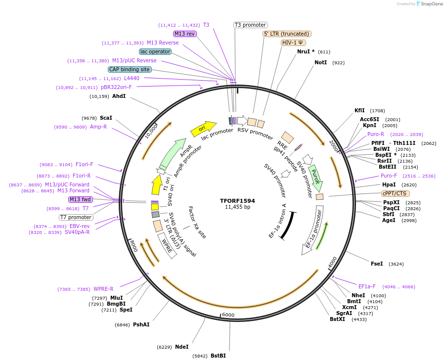 143827-plasmid-map-sequence-id-396259