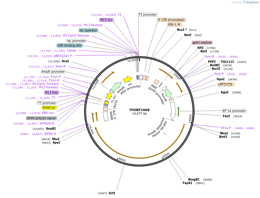 143829-plasmid-map-sequence-id-396260