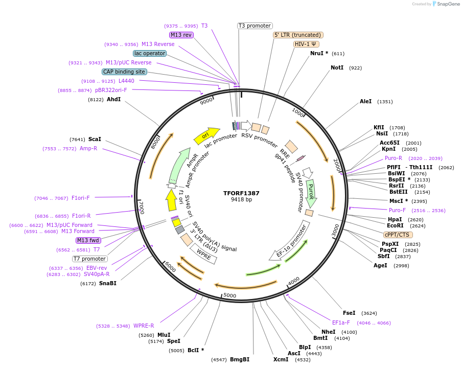 143796-plasmid-map-sequence-id-396261
