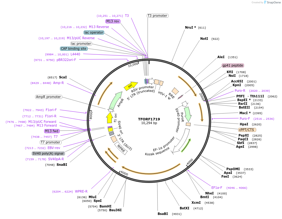 143838-plasmid-map-sequence-id-396262