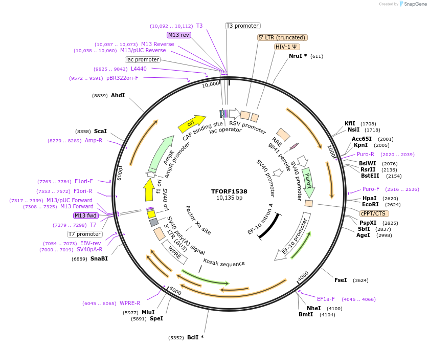 143823-plasmid-map-sequence-id-396264