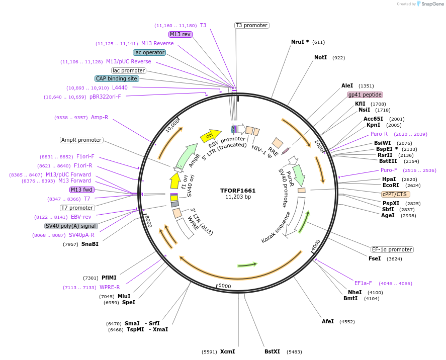 143831-plasmid-map-sequence-id-396265