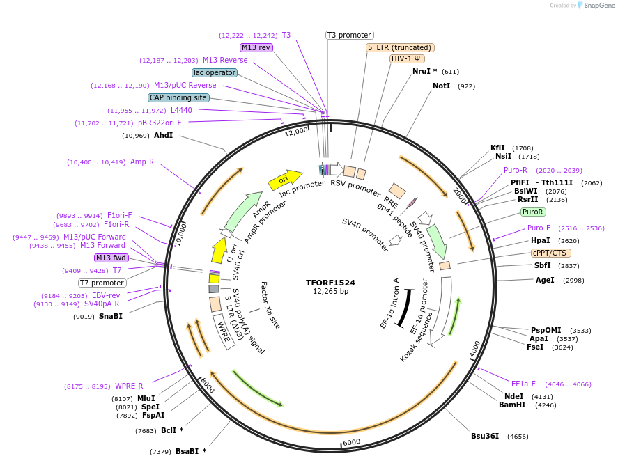 143819-plasmid-map-sequence-id-396266