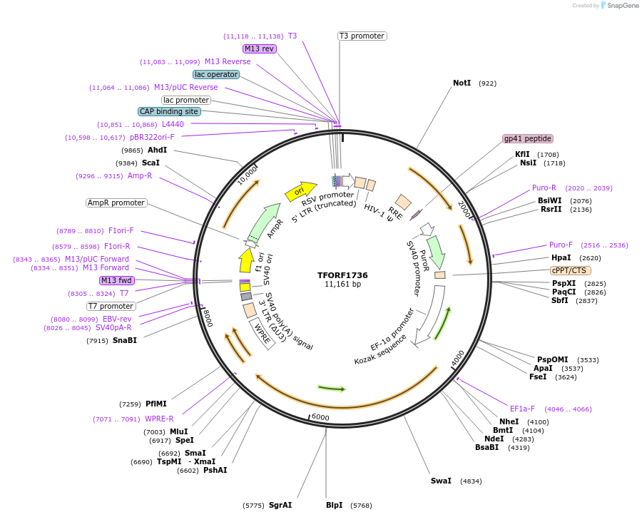 143840-plasmid-map-sequence-id-396269