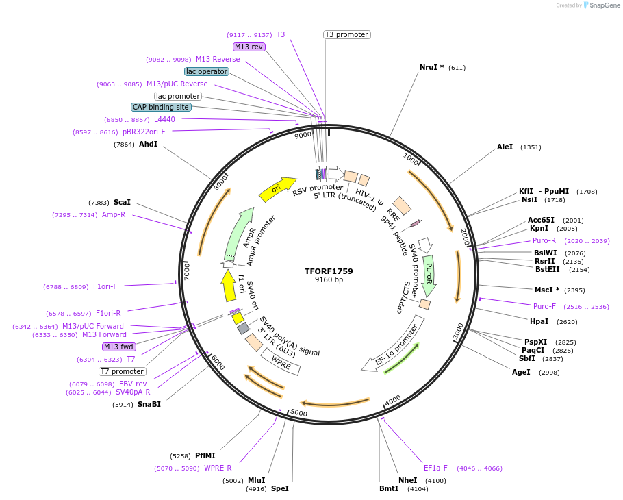 143845-plasmid-map-sequence-id-396272