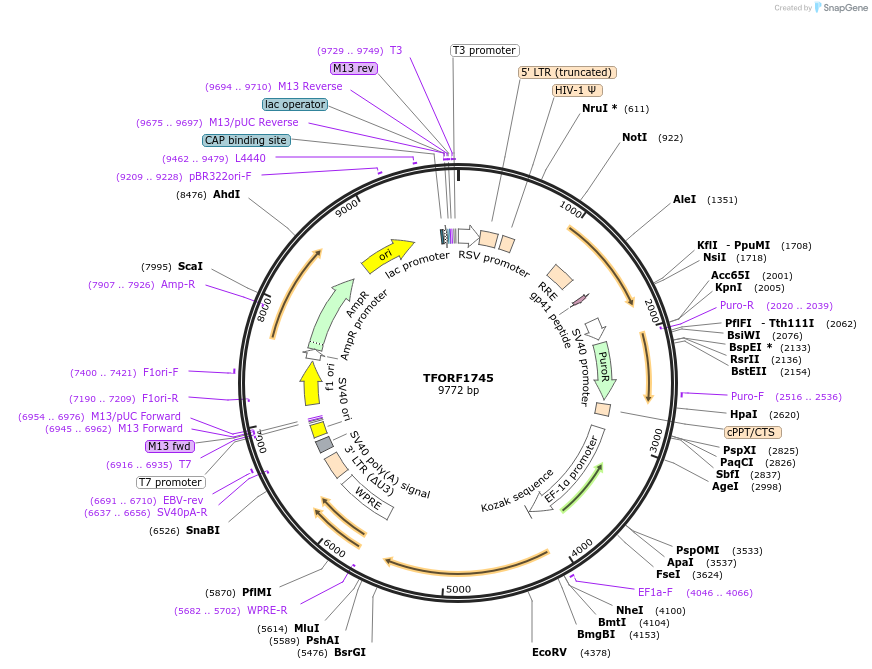 143842-plasmid-map-sequence-id-396278