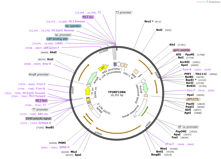 143863-plasmid-map-sequence-id-396281