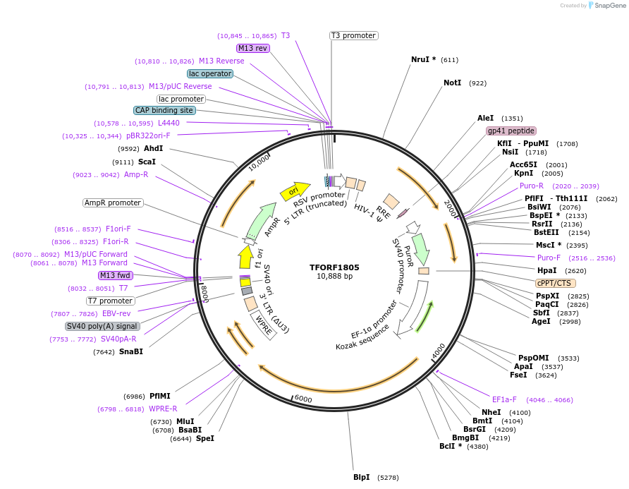 143848-plasmid-map-sequence-id-396282
