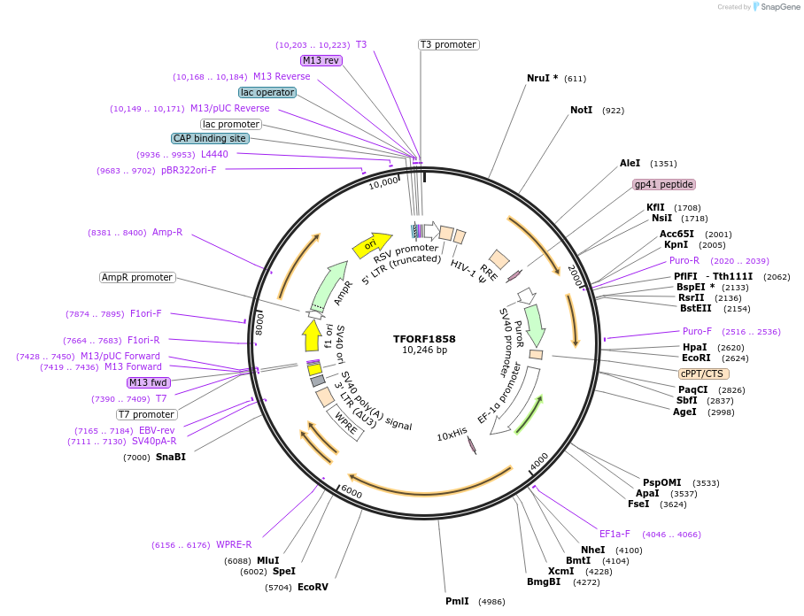 143855-plasmid-map-sequence-id-396283