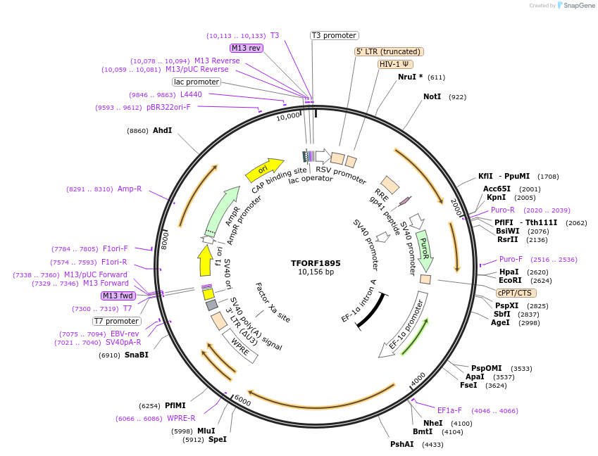 143859-plasmid-map-sequence-id-396285