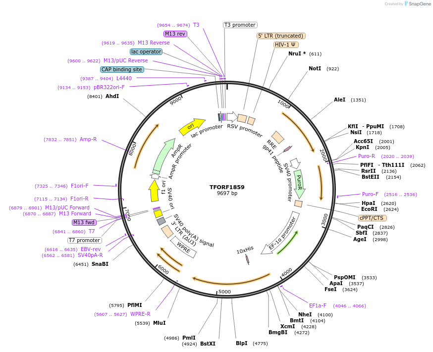 143856-plasmid-map-sequence-id-396286