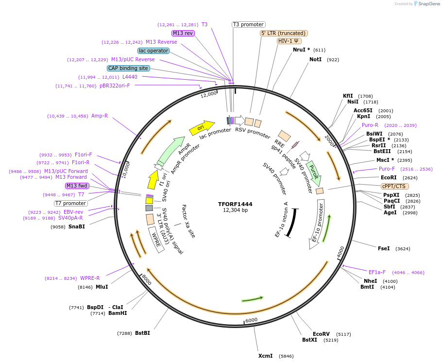 143809-plasmid-map-sequence-id-396287