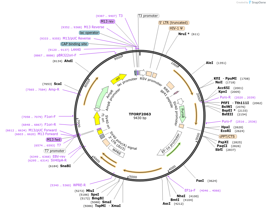 143867-plasmid-map-sequence-id-396288
