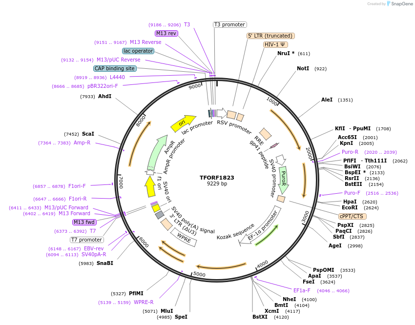 143851-plasmid-map-sequence-id-396290