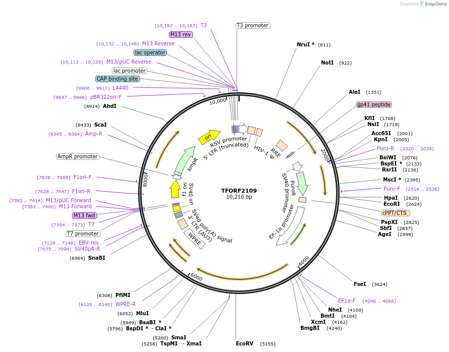 143870-plasmid-map-sequence-id-396293