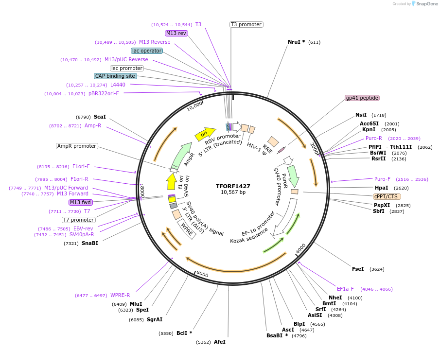 143806-plasmid-map-sequence-id-396295