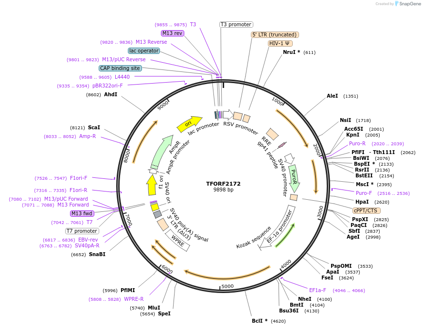 143872-plasmid-map-sequence-id-396296
