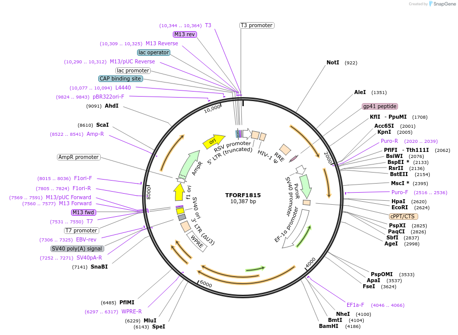 143850-plasmid-map-sequence-id-396298