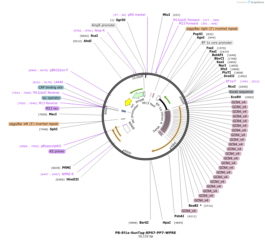 198338-plasmid-map-sequence-id-396307
