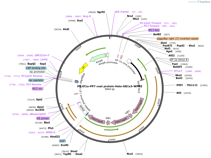 198337-plasmid-map-sequence-id-396308