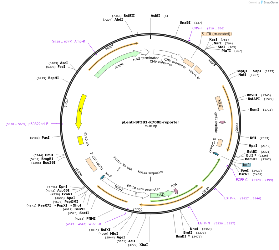 200318-plasmid-map-sequence-id-396310